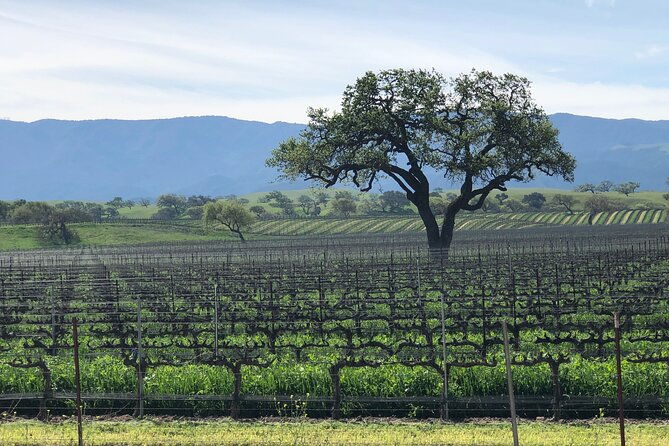 unique-santa-barbara-wine-country-private-wine-tours-and-tastings