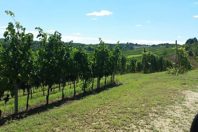 Unique wine tasting at Winery Marchesi Incisa della Rocchetta - Why This Tour Offers Great Value