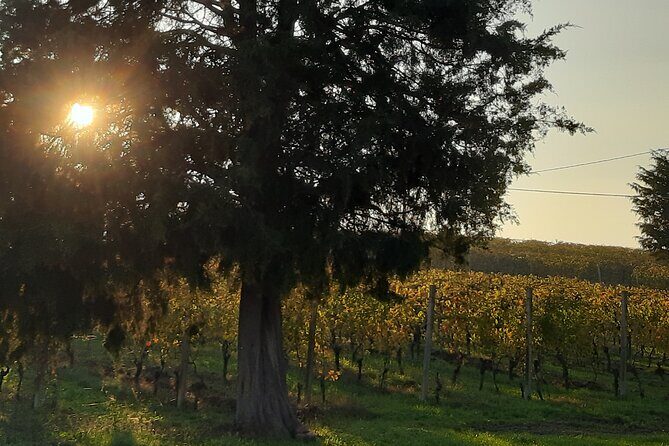Unique wine tasting at Winery Marchesi Incisa della Rocchetta - The Sum Up