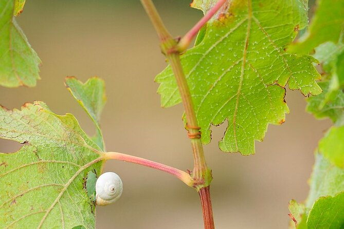 unique-wine-tasting-of-organic-cretan-wines