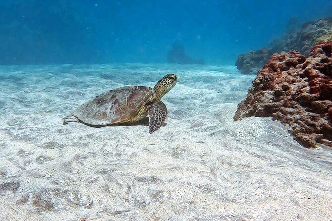 unlimited-guided-snorkeling-tour-for-beginners-plus