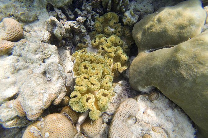 Unspoiled Surin Islands Snorkeling Escape from Khao Lak - The Logistics: Transportation, Group Size, and More