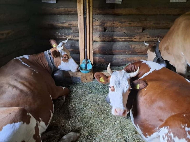 Unterseen: Alpine Cheese Farm Visit & Cheesemaking - Discovering the Charm of the Swiss Alps and Cheese