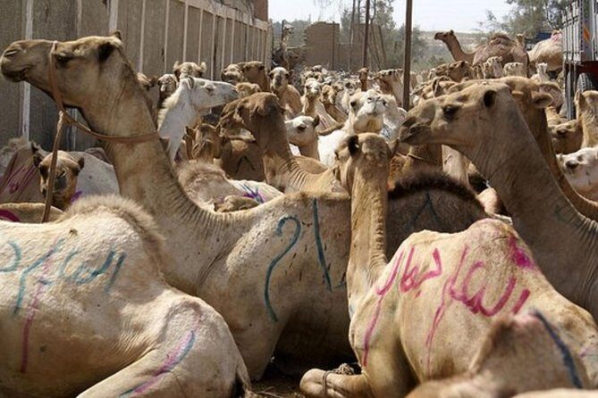 Unusual Tour To The Camel Market Of Birqash - Unusual Tour To The Camel Market Of Birqash