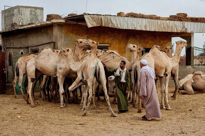 Unusual Tour To The Camel Market Of Birqash - Why Visiting the Birqash Camel Market Matters