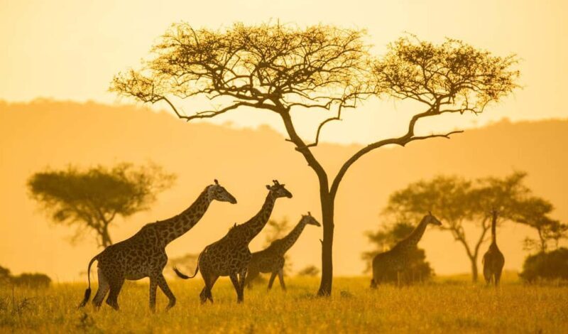 Up Close with Nature: Arusha Walking Safari + Game Drive - Key Points