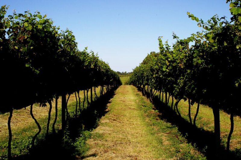 Upscale Wines and Luxury Napa Valley 6 Hour Experince - Frequently Asked Questions