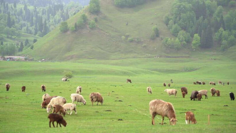 urumqi-8-day-private-tour-to-sayram-lake-and-yining