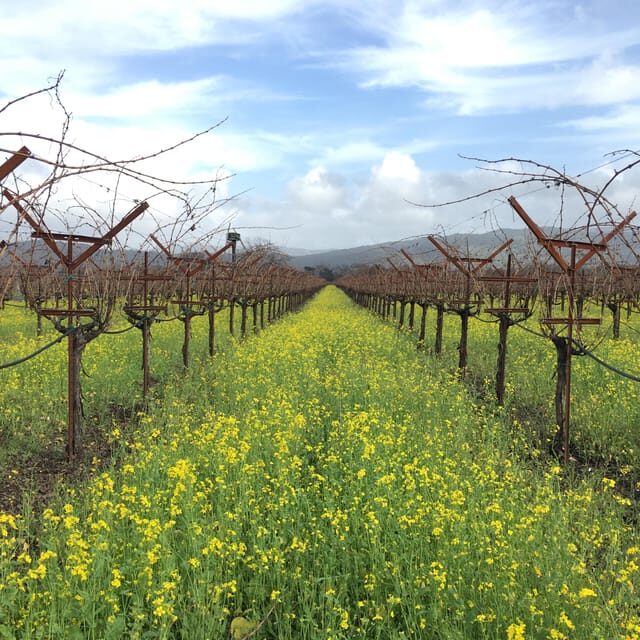 USA/California/Napa: Private Wine Tour for up to 6 guests - Detailed Look at the Itinerary