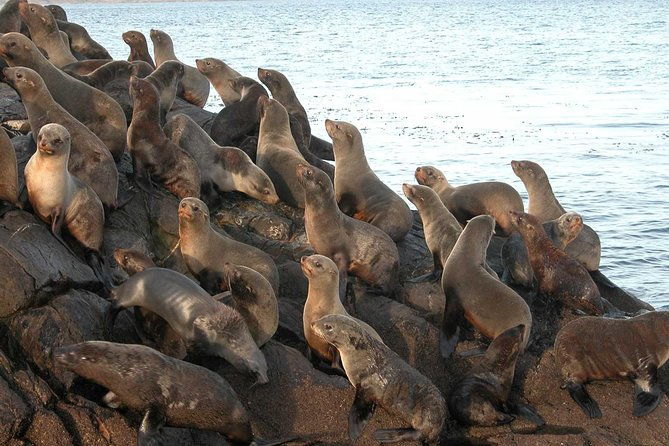 ushuaia-beagle-channel-navigation-wolf-island-and-descent-at-bridges-islands