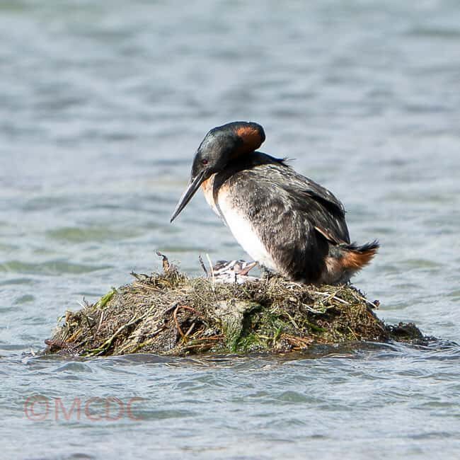 Ushuaia: Birding Tour in Tierra del Fuego National Park - Key Points
