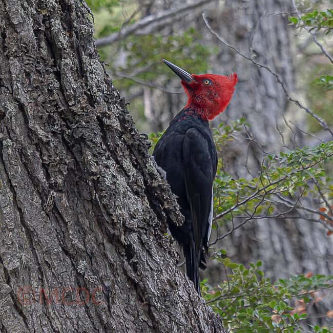 Ushuaia: Birding Tour in Tierra del Fuego National Park - The Itinerary: What to Expect