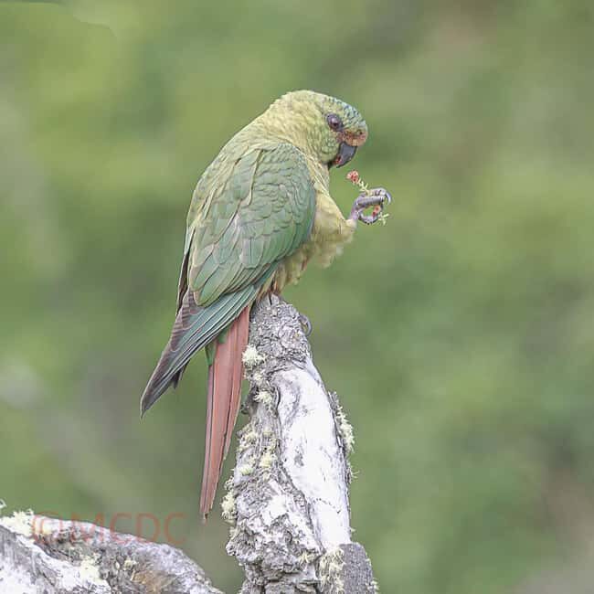 Ushuaia: Birding Tour in Tierra del Fuego National Park - Why This Tour Offers Great Value