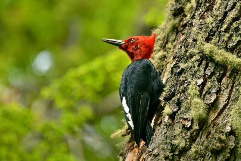 ushuaia-tierra-del-fuego-national-park-tour