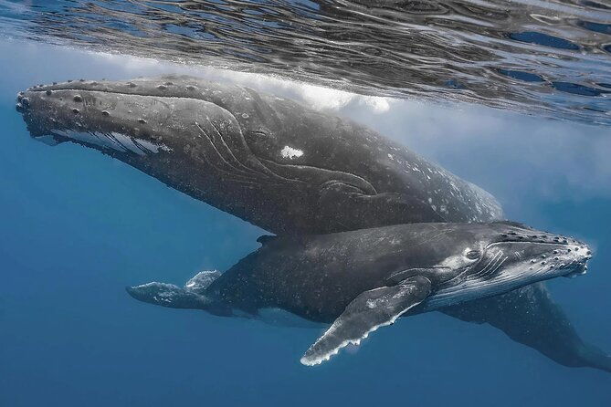 uvita-whalewatching-experience-in-costa-rica