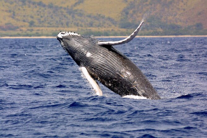 uvita-whalewatching-experience-in-costa-rica