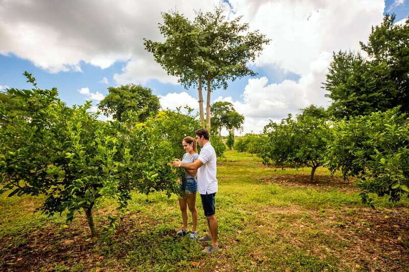 Uxmal: Private Plantations Tour in a Vintage Land Rover - Who Would Love This Tour?