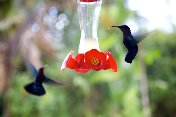 v-i-p-green-escape-1-botanical-garden