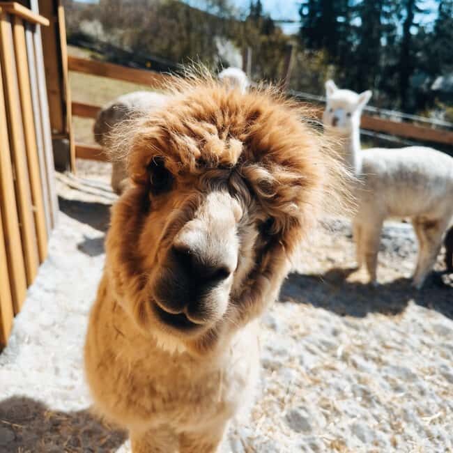 Vaihingen an der Enz: Guided alpaca hiking tour in idyllic countryside - An Authentic Alpaca Experience in Ensingen