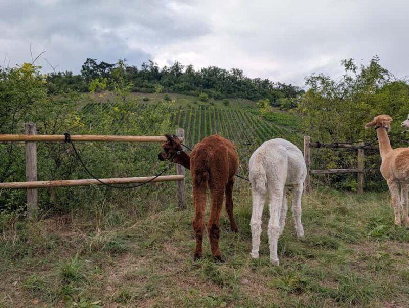 Vaihingen an der Enz: Guided alpaca hiking tour in idyllic countryside - What’s Included & Practical Details