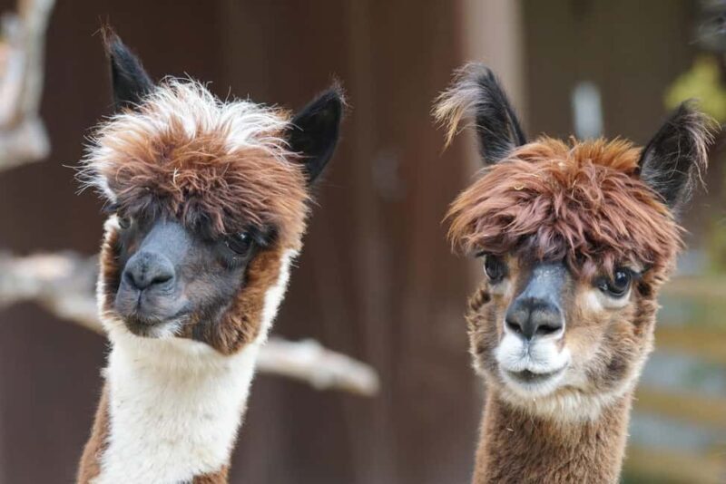 Vaihingen an der Enz: Guided alpaca hiking tour in idyllic countryside - Who Will Love This Tour?