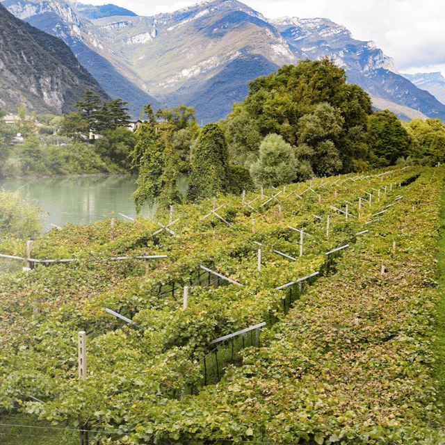 valdadige-roeno-guided-tour-and-wine-tasting