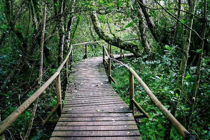 valdivian-forest-fray-jorge-national-park-and-valle-del-encanto-full-day