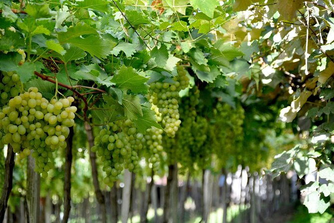 vale-dos-vinhedos-private-tour-from-porto-alegre-or-gramado