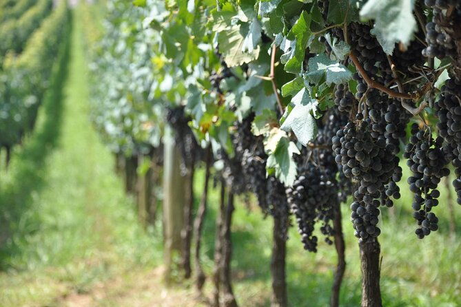 vale-dos-vinhedos-private-tour-from-porto-alegre-or-gramado