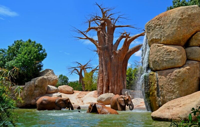 valencia-bioparc-valencia-admission-ticket