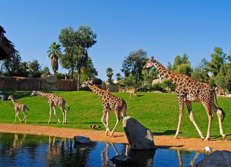 valencia-bioparc-valencia-admission-ticket
