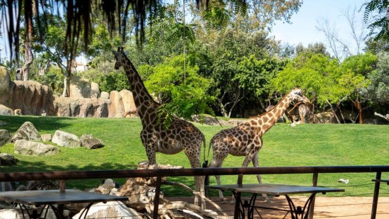 valencia-bioparc-valencia-admission-ticket