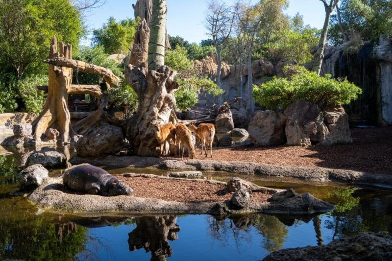 valencia-bioparc-valencia-admission-ticket