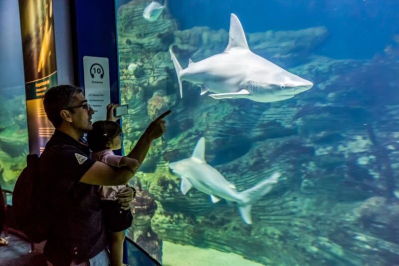 valencia-oceanografic-entry-ticket