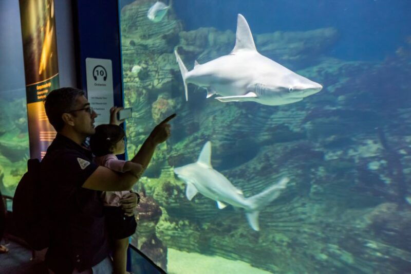valencia-oceanografic-hemisferic-science-museum-combos