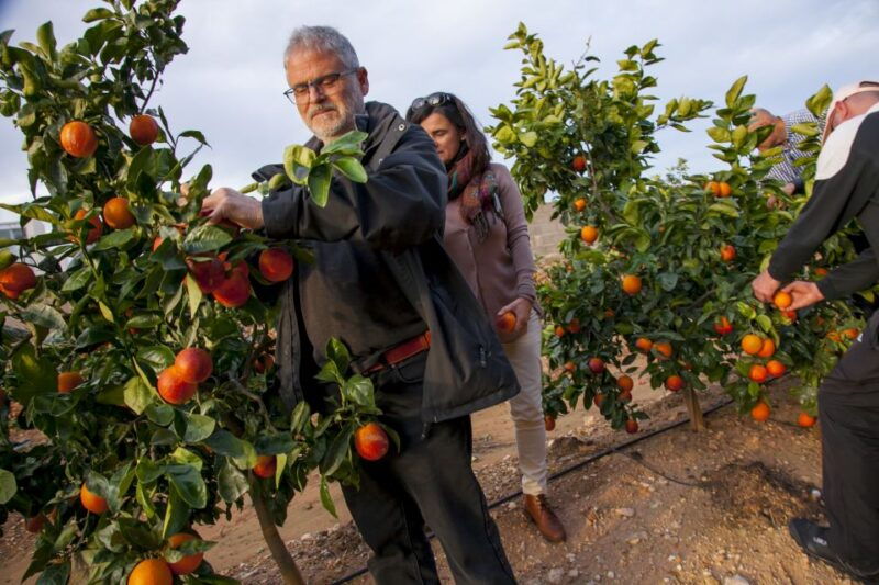 valencia-orange-farm-and-orchard-trip-with-tastings