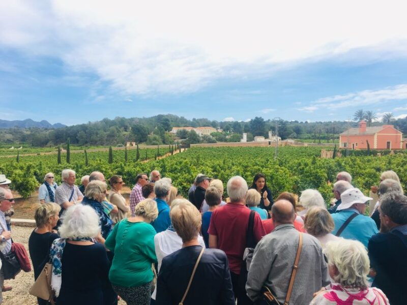valencia-orange-farm-and-orchard-trip-with-tastings