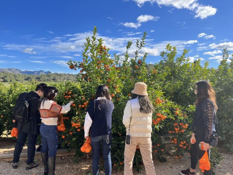 valencia-orange-farm-and-orchard-trip-with-tastings