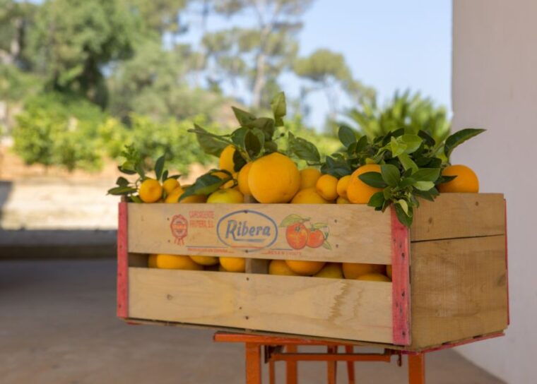 valencia-orange-farm-and-orchard-trip-with-tastings