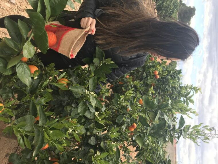 valencia-orange-farm-and-orchard-trip-with-tastings