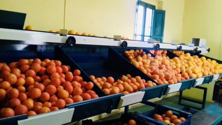 valencia-orange-farm-and-orchard-trip-with-tastings