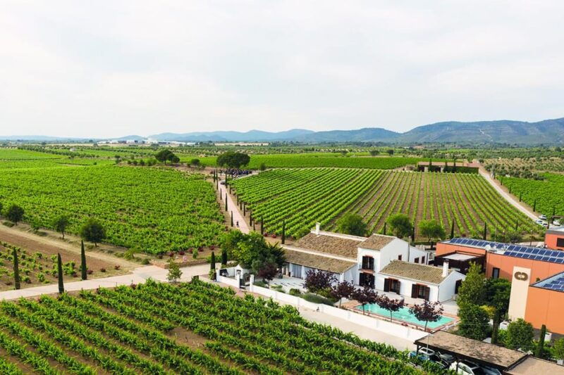 valencia-vineyard-tour-with-local-wine-tasting-appetizer