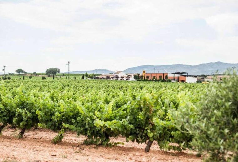valencia-vineyard-tour-with-local-wine-tasting-appetizer
