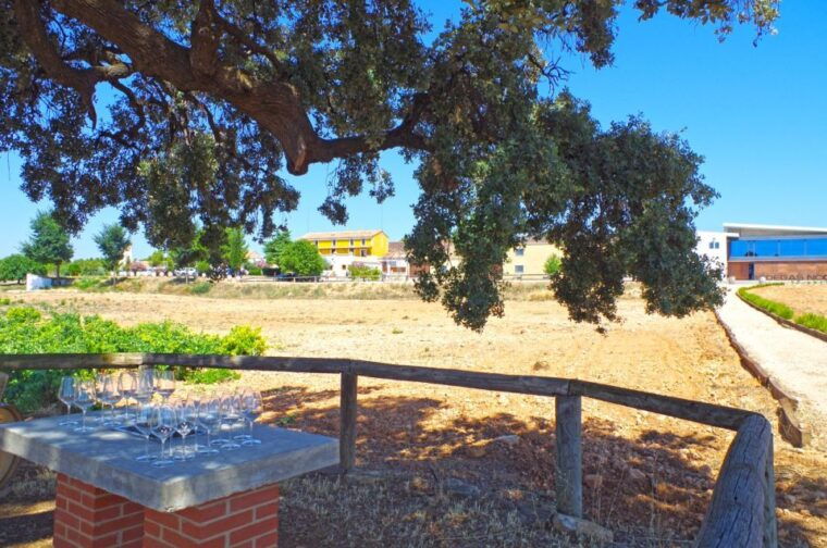 valencia-winery-visit-with-vineyard-tour-wine-tasting
