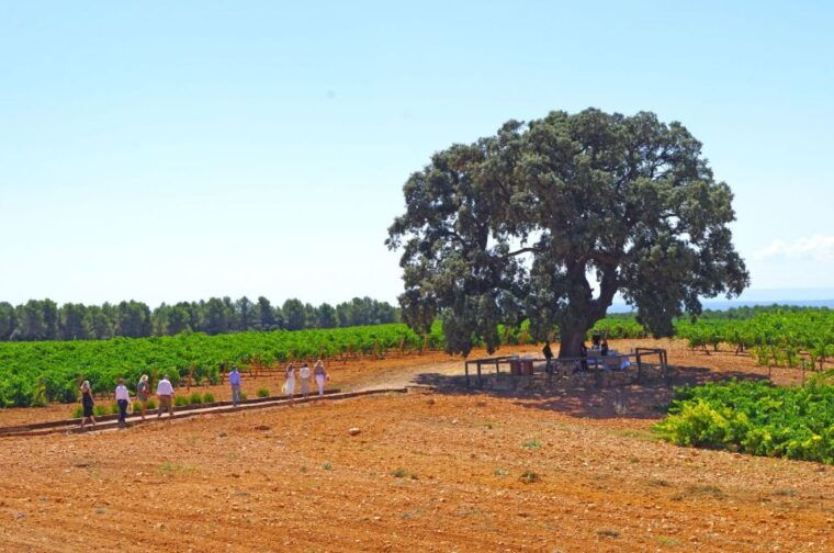valencia-winery-visit-with-vineyard-tour-wine-tasting
