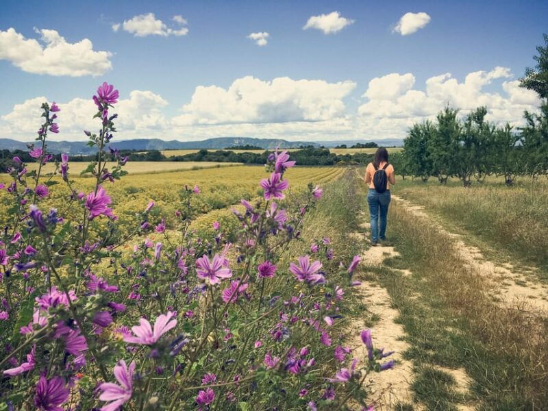 valensole-visit-of-a-winery-and-lavender-farm