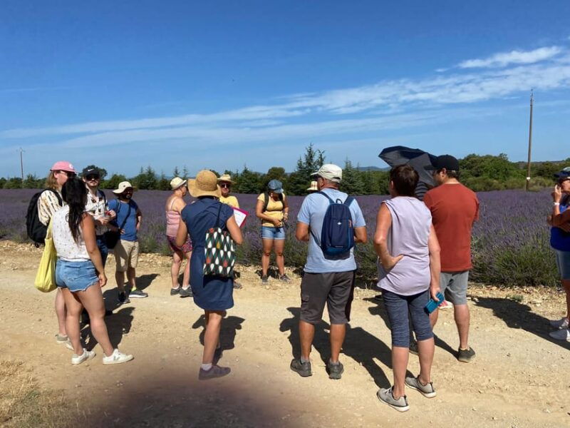 valensole-visit-of-a-winery-and-lavender-farm