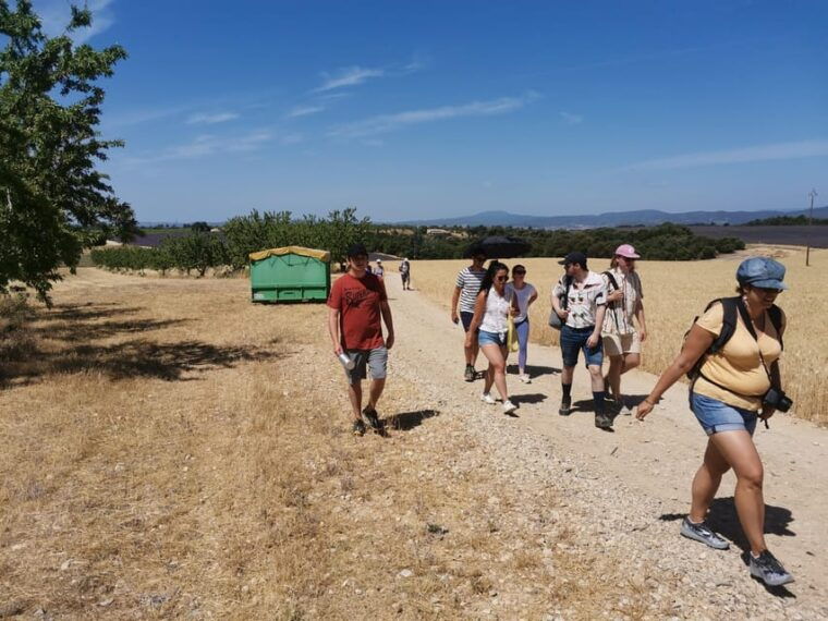 valensole-visit-of-a-winery-and-lavender-farm