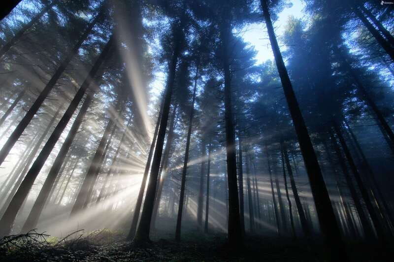 valle-de-bravo-magical-night-in-the-forest