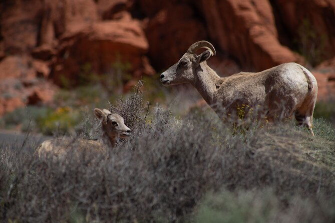 valley-of-fire-guided-hiking-tour-and-mojave-desert-adventure